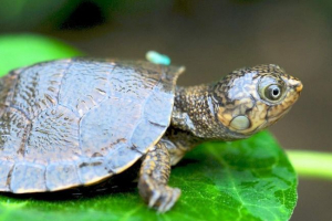 Madagaskar trepacha - drevni reptil Madagaskar trepacha - drevni reptil